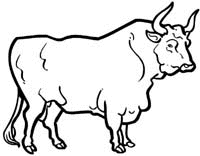 Animals