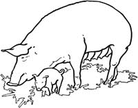Animals