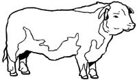 Animals