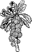 Fruit