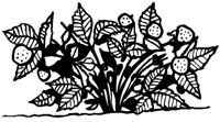Fruit