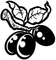 Fruit