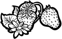 Fruit