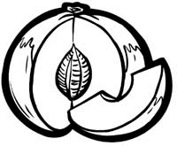 Fruit