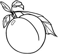 Fruit