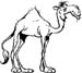 camel graphics