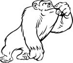animals16