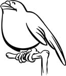 animals24