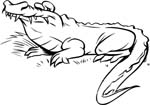 animals26