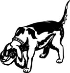 animals7001