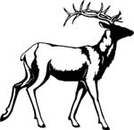 animals7007
