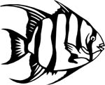 aquaticspadfish