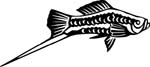 aquaticswrdtail