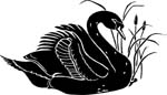 birdsblakswan