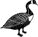 birdscangoose