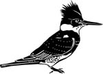 birdskingfish