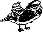 birdsmandduck
