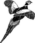 birdspheasant