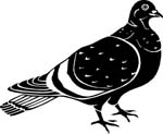 birdspigeon
