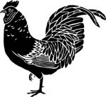 birdsrooster