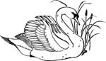 birdswhitswan