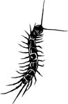 bugs6705