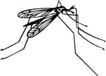 bugs6708