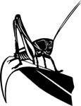 bugs6714