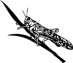 bugs6715