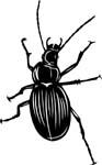 bugs6716