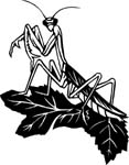 bugs6722