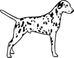 dogs7211