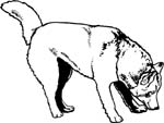 pets0140