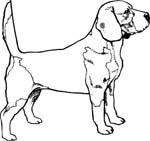 pets0162