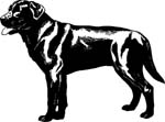 pets0166