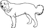 pets0215