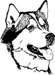 pets0238