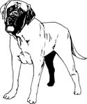 pets0239