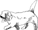 pets0242