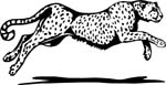 wildlifecheetah