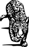 wildlifeleopard