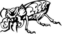 insect-decal-pi_002