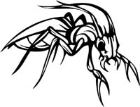 insect-decal-pi_014