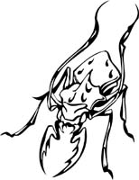 insect-decal-pi_030