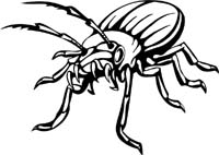 insect-decal-pi_045