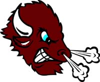 Bison 1 head