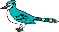 Blue Jay 1