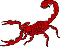 Scorpion