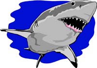 Shark 1