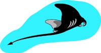Sting Ray 2